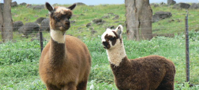 Basics of alpaca keeping Agriculture and Food